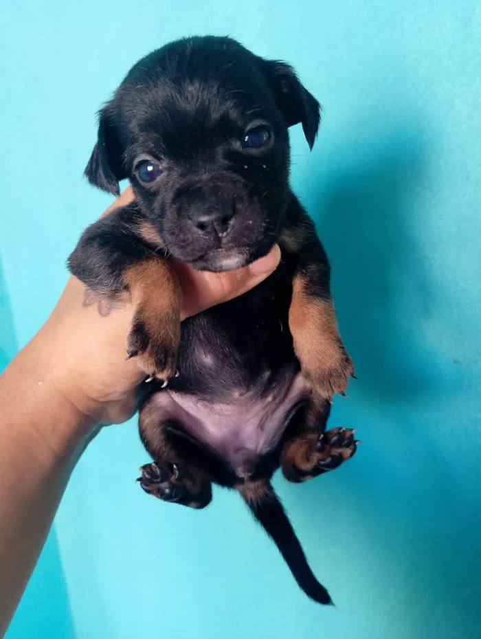 Cachorro ra a SRD-ViraLata idade Abaixo de 2 meses nome Luana