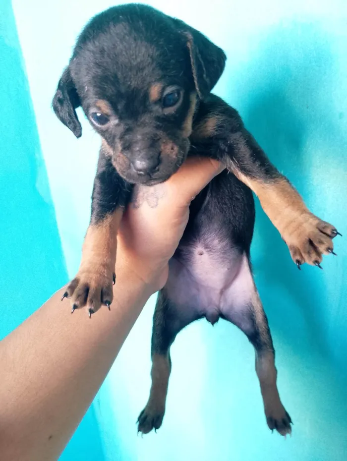 Cachorro ra a SRD-ViraLata idade Abaixo de 2 meses nome Luana