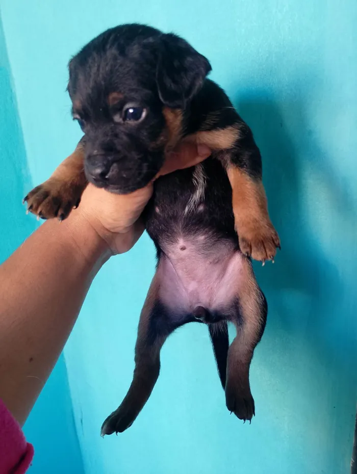 Cachorro ra a SRD-ViraLata idade Abaixo de 2 meses nome Luana