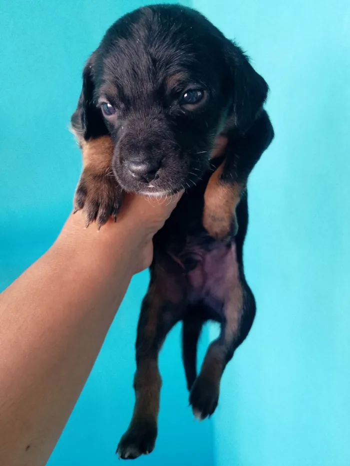 Cachorro ra a SRD-ViraLata idade Abaixo de 2 meses nome Luana