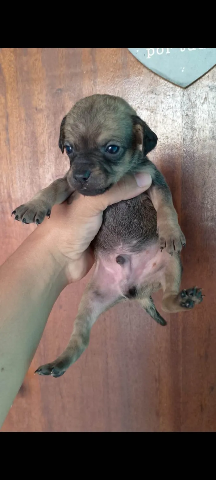 Cachorro ra a SRD-ViraLata idade Abaixo de 2 meses nome Luana