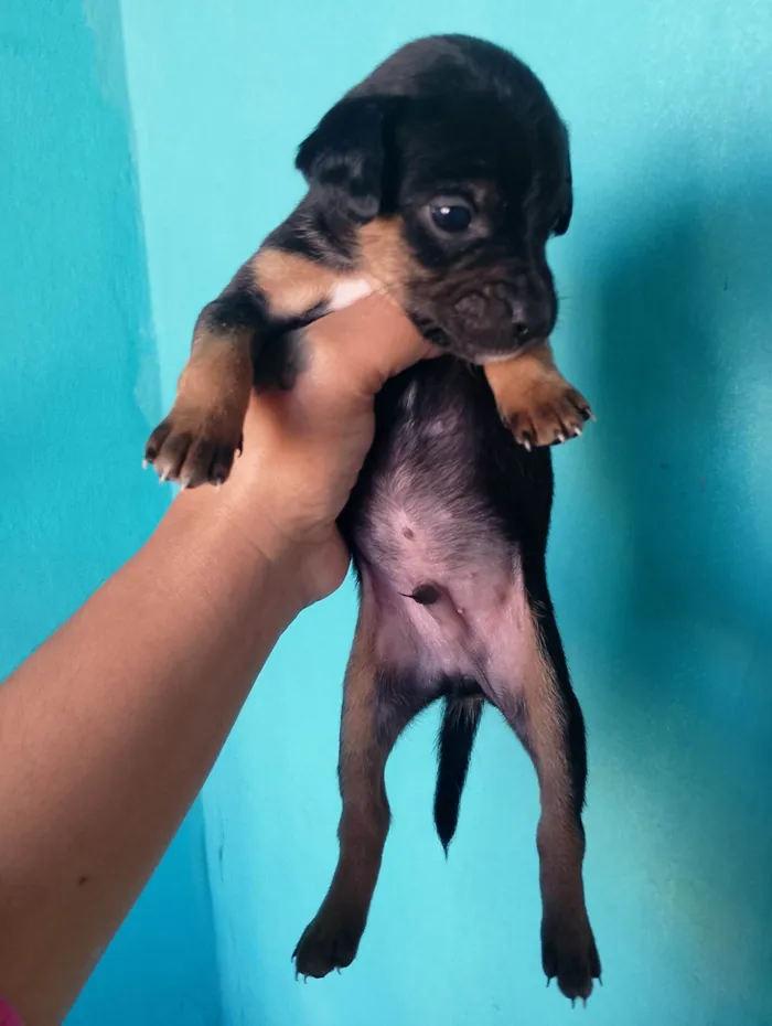 Cachorro ra a SRD-ViraLata idade Abaixo de 2 meses nome Luana