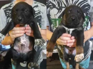 Cachorro raça SRD-ViraLata idade Abaixo de 2 meses nome Ainda não tem nome