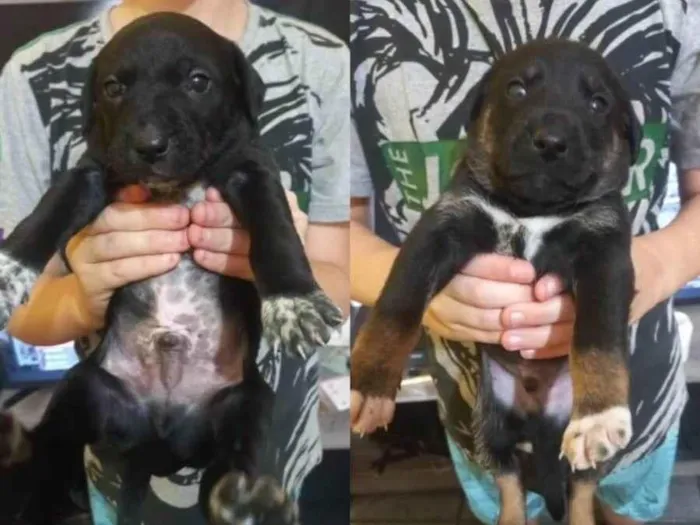 Cachorro ra a SRD-ViraLata idade Abaixo de 2 meses nome Ainda não tem nome