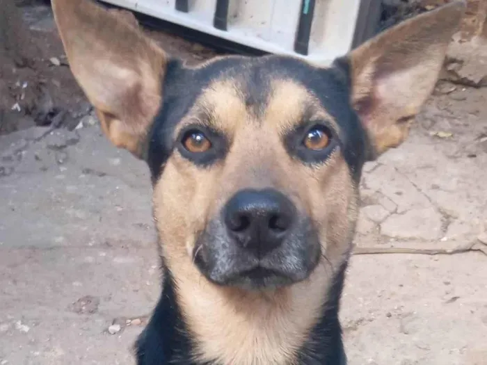 Cachorro ra a SRD-ViraLata idade 4 anos nome Tô 