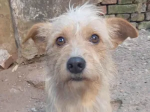 Cachorro raça SRD-ViraLata idade 1 ano nome Floquinho 