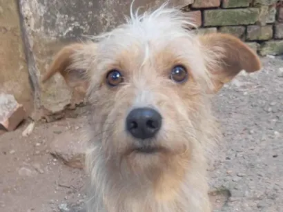 Cachorro raça SRD-ViraLata idade 1 ano nome Floquinho 