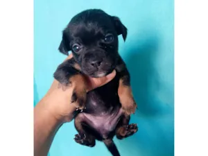 Cachorro raça SRD-ViraLata idade Abaixo de 2 meses nome Luana