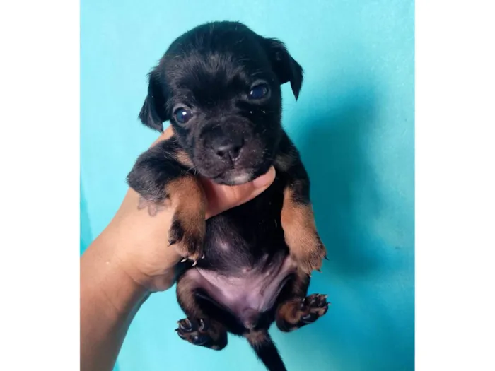 Cachorro ra a SRD-ViraLata idade Abaixo de 2 meses nome Luana