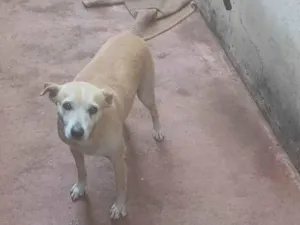 Cachorro raça SRD-ViraLata idade 4 anos nome TITA