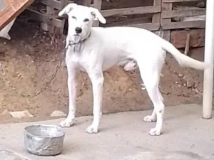Cachorro raça SRD-ViraLata idade 1 ano nome MARLEY