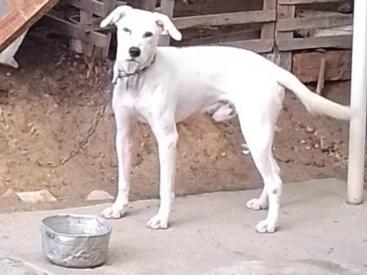 Cachorro raça SRD-ViraLata idade 1 ano nome MARLEY