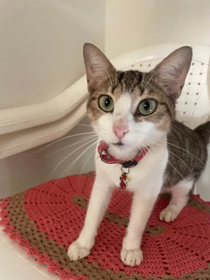 Gato ra a SRD-ViraLata idade 1 ano nome Não sabemos 