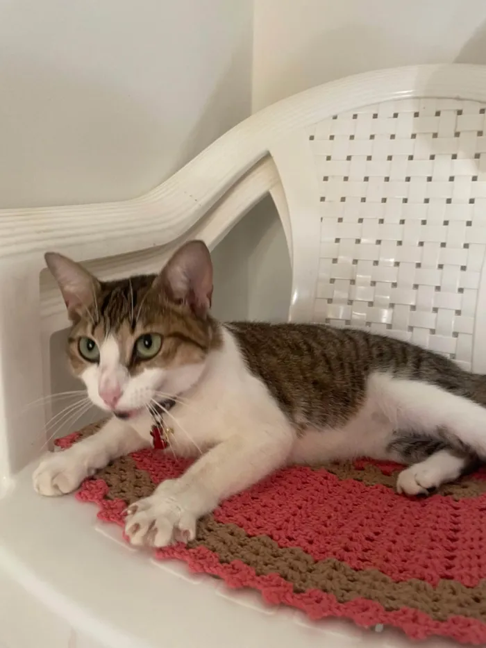 Gato ra a SRD-ViraLata idade 1 ano nome Não sabemos 