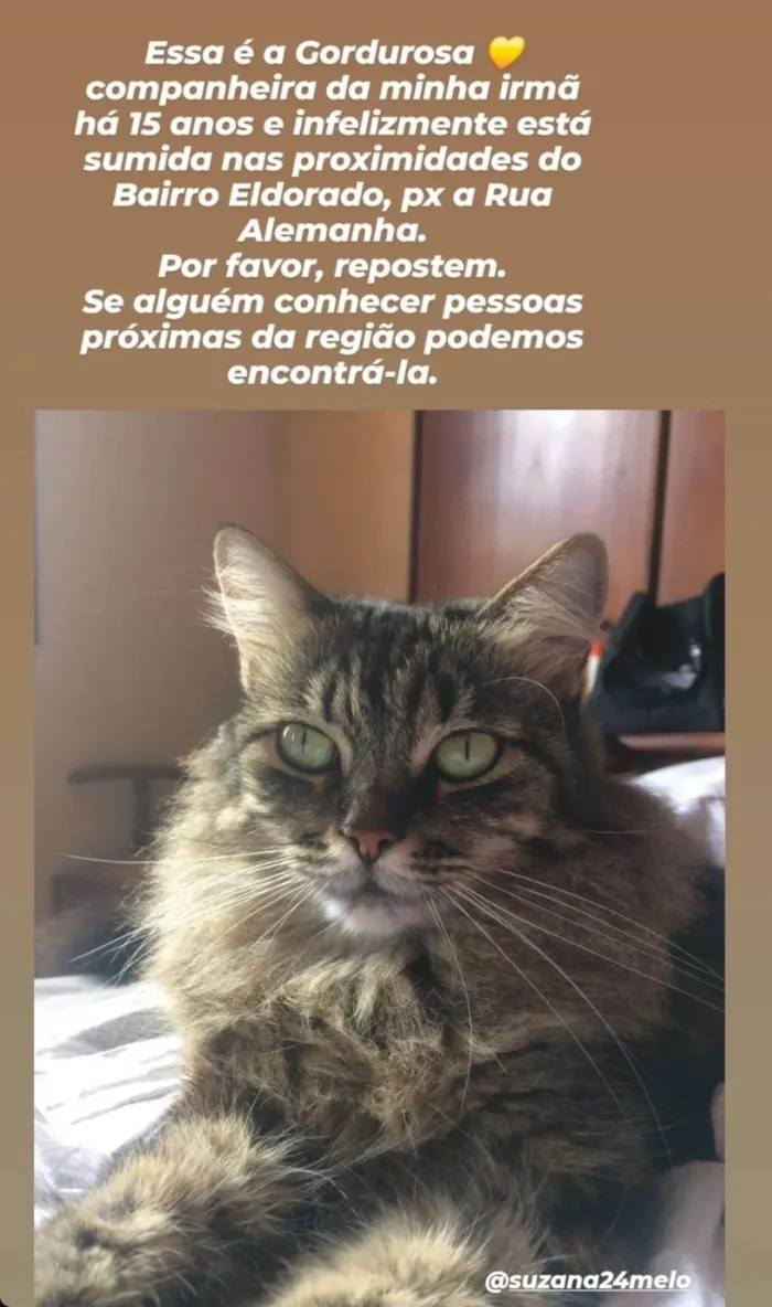 Gato ra a SRD-ViraLata idade 6 ou mais anos nome Gordurosa 