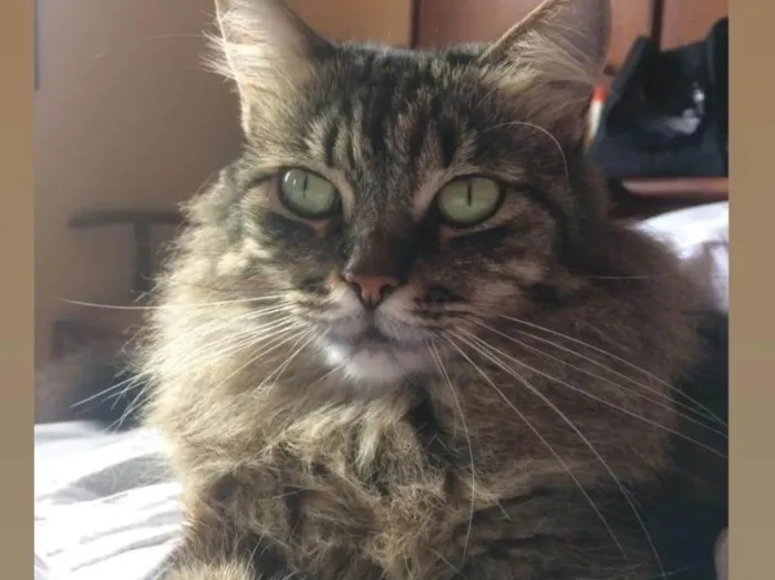 Gato ra a SRD-ViraLata idade 6 ou mais anos nome Gordurosa 