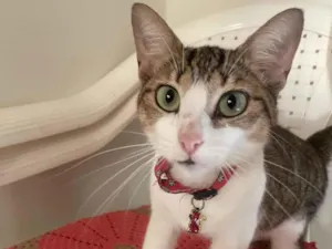 Gato raça SRD-ViraLata idade 1 ano nome Não sabemos 