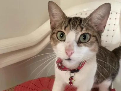 Gato raça SRD-ViraLata idade 1 ano nome Não sabemos 