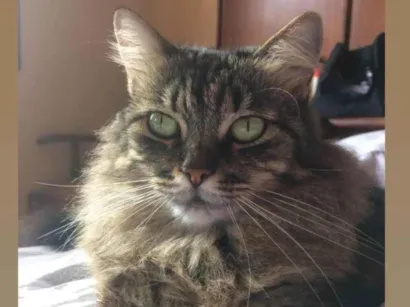 Gato raça SRD-ViraLata idade 6 ou mais anos nome Gordurosa 