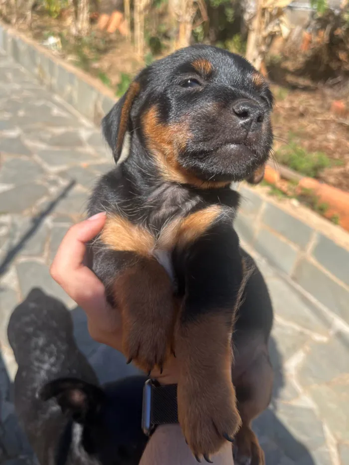 Cachorro ra a SRD-ViraLata idade 2 a 6 meses nome Luisinho (nome provisório)