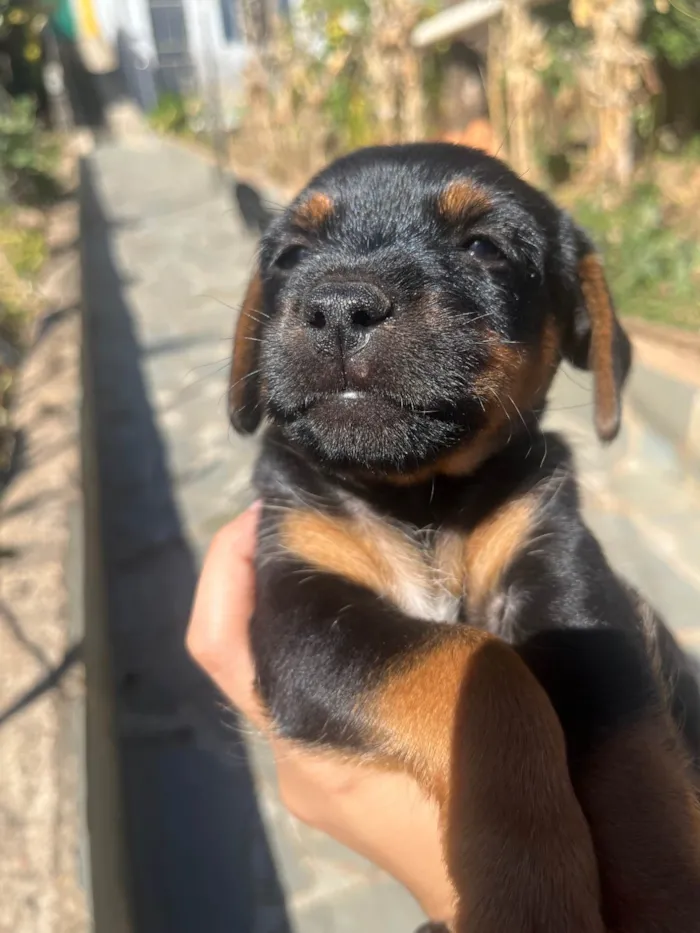 Cachorro ra a SRD-ViraLata idade 2 a 6 meses nome Luisinho (nome provisório)