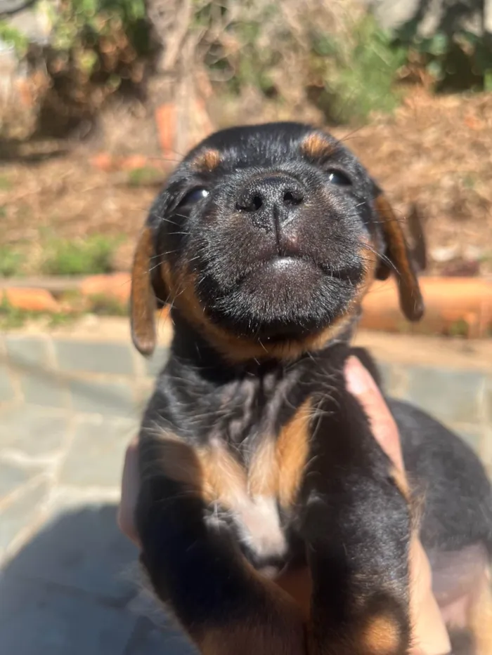 Cachorro ra a SRD-ViraLata idade 2 a 6 meses nome Luisinho (nome provisório)