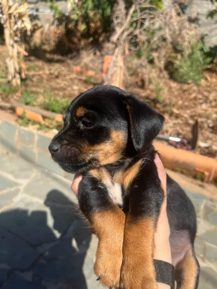 Cachorro ra a SRD-ViraLata idade 2 a 6 meses nome Luisinho (nome provisório)