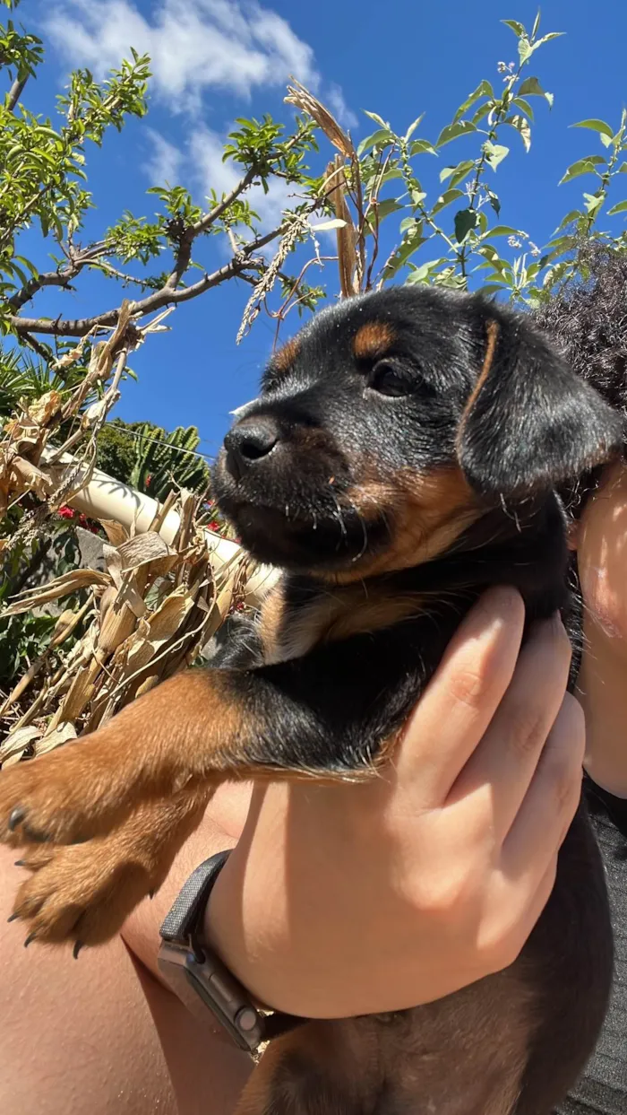 Cachorro ra a SRD-ViraLata idade 2 a 6 meses nome Luisinho (nome provisório)