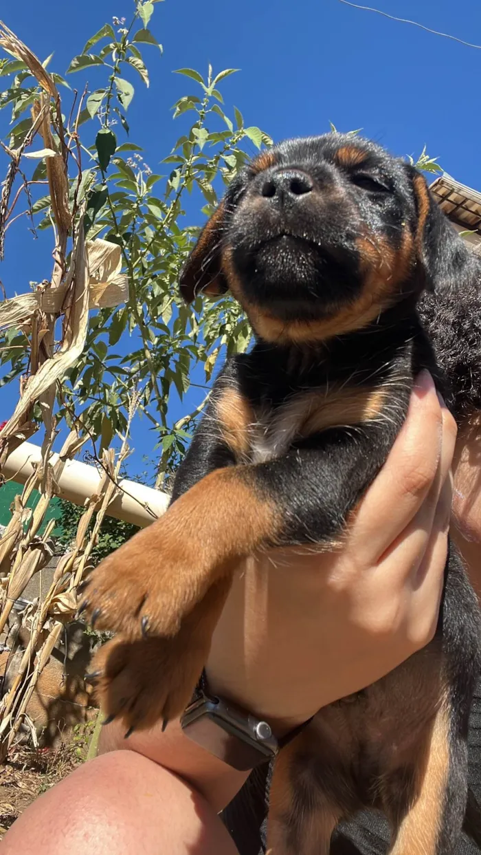 Cachorro ra a SRD-ViraLata idade 2 a 6 meses nome Luisinho (nome provisório)