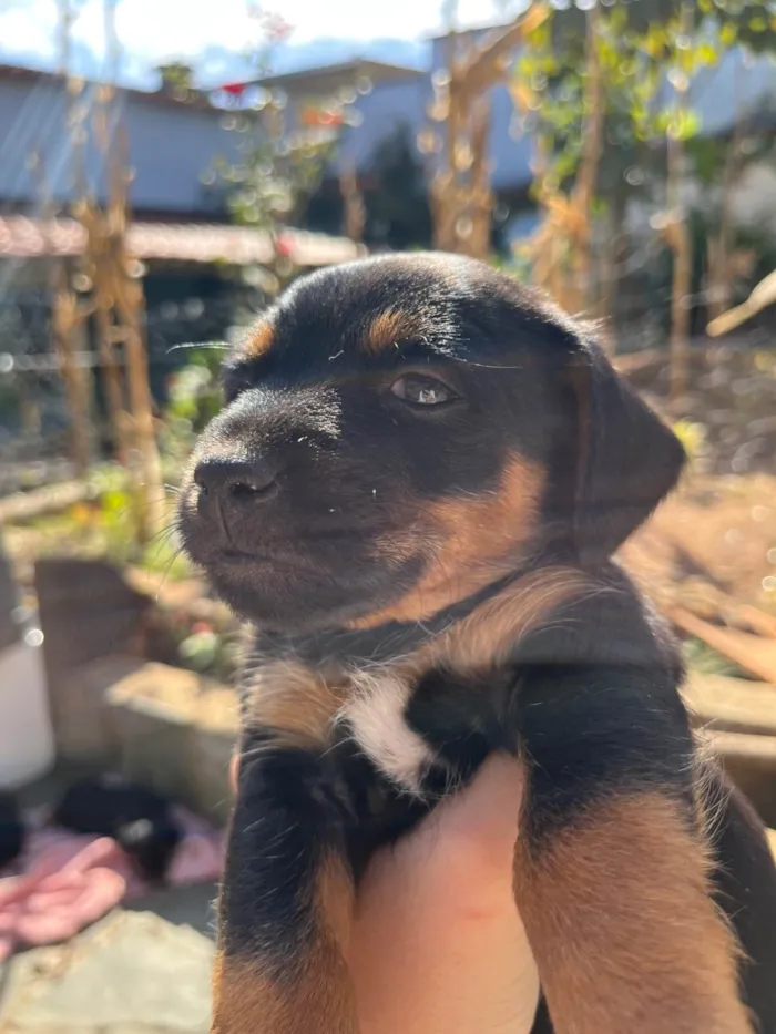 Cachorro ra a SRD-ViraLata idade 2 a 6 meses nome Luisinho (nome provisório)