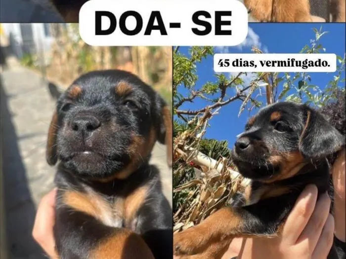 Cachorro ra a SRD-ViraLata idade 2 a 6 meses nome Luisinho (nome provisório)