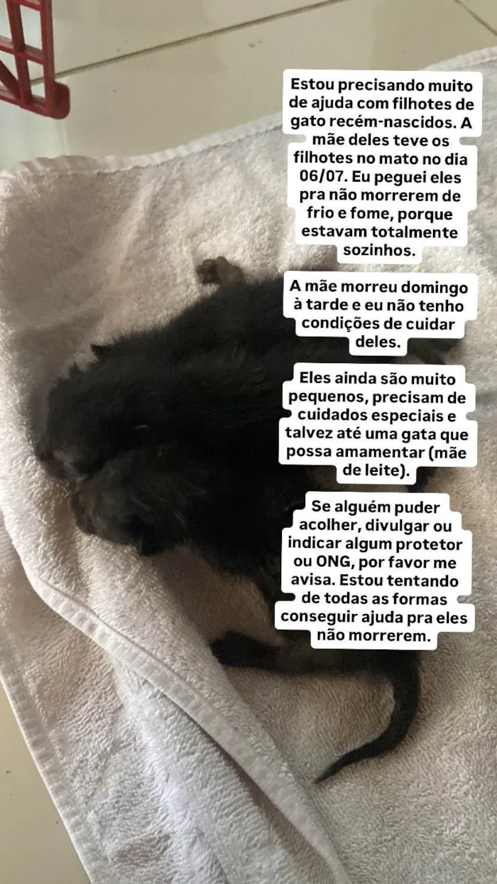 Gato ra a SRD-ViraLata idade Abaixo de 2 meses nome Gatinhos 