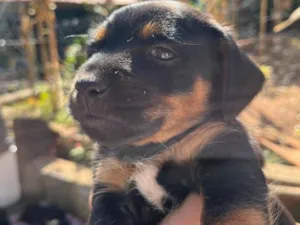 Cachorro raça SRD-ViraLata idade 2 a 6 meses nome Luisinho (nome provisório)