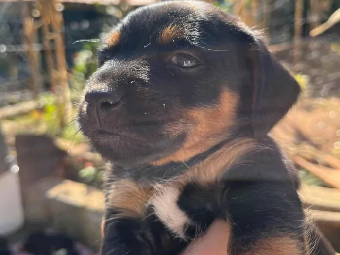 Cachorro ra a SRD-ViraLata idade 2 a 6 meses nome Luisinho (nome provisório)