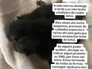 Gato raça SRD-ViraLata idade Abaixo de 2 meses nome Gatinhos 