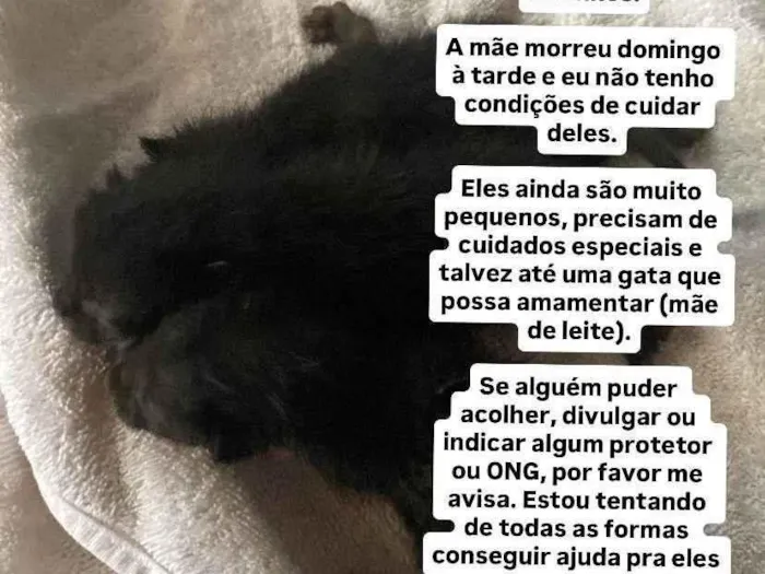 Gato ra a SRD-ViraLata idade Abaixo de 2 meses nome Gatinhos 