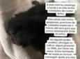 Gatinhos