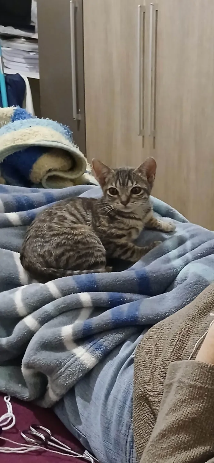 Gato ra a SRD-ViraLata idade Abaixo de 2 meses nome Anchieta
