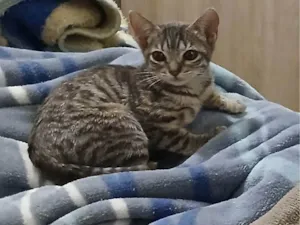 Gato raça SRD-ViraLata idade Abaixo de 2 meses nome Anchieta