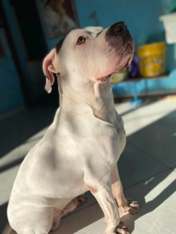 Cachorro ra a Pit-Bull idade 1 ano nome Apollo