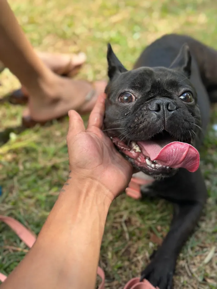 Cachorro ra a Bulldog idade 2 anos nome Lua