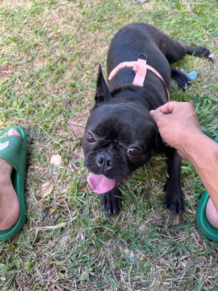 Cachorro ra a Bulldog idade 2 anos nome Lua