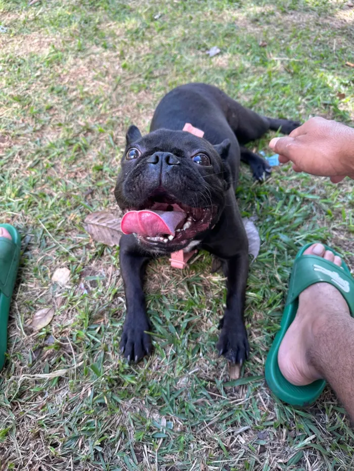 Cachorro ra a Bulldog idade 2 anos nome Lua