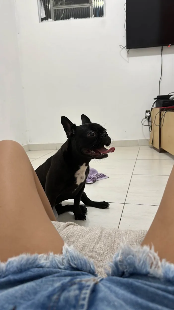 Cachorro ra a Bulldog idade 2 anos nome Lua