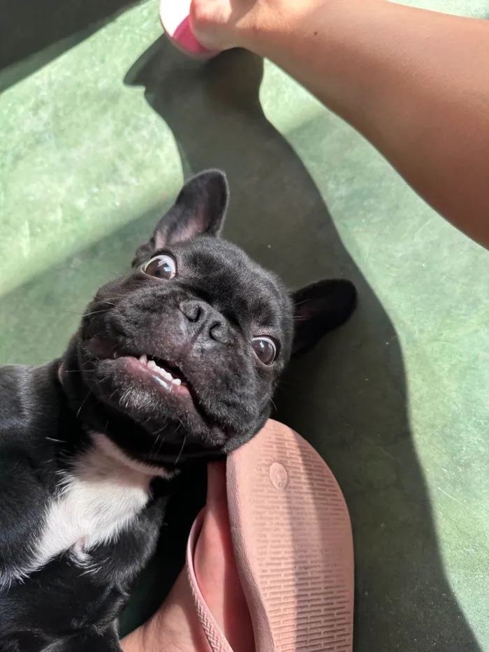 Cachorro ra a Bulldog idade 2 anos nome Lua