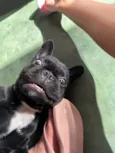 Lua