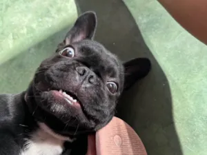 Cachorro raça Bulldog idade 2 anos nome Lua