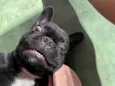 Lua