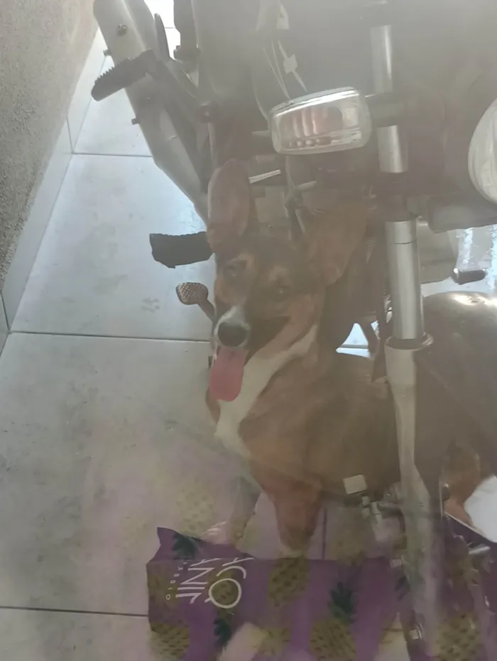 Cachorro ra a SRD-ViraLata idade 1 ano nome kininha