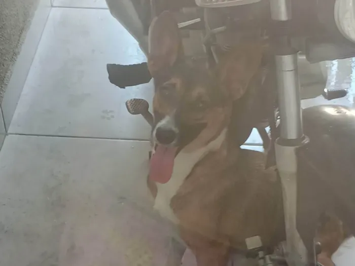 Cachorro ra a SRD-ViraLata idade 1 ano nome kininha